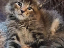 Maine coon pedigree kittens