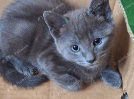 Blue Russian/mancoon x kitten