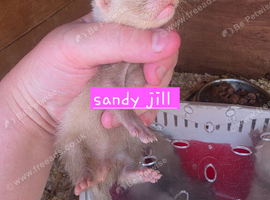 Ferret kits. Jills and hob
