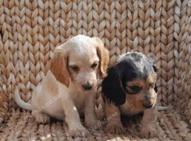 SHOW COCKER SPANIELS PUPPIES