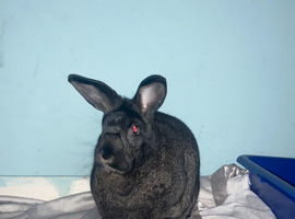 Female Silver-Fox Rabbit