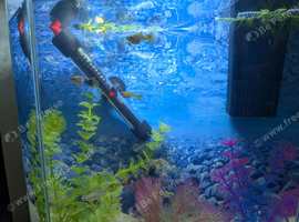 Female Guppy Fish