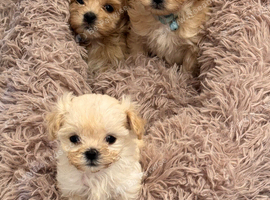 Beautiful Maltipoo Puppies