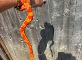 Corn snake