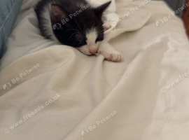 Male and female mainecoon cross
