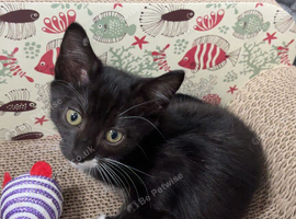 Black and white kitten