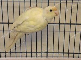 Cream Kakariki