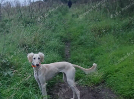 7 month old saluki x bitch