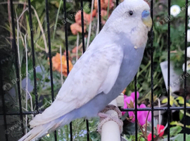 Beautiful Budgies - Various colours