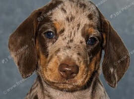 Miniature dapple dachshund