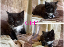 Gorgeous litter of kittens