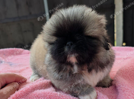 Stunning kc reg pekingese puppies