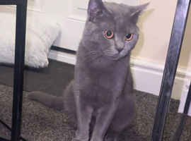 Blue British Short Hair, 11 Months Old.