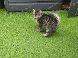 Kittens