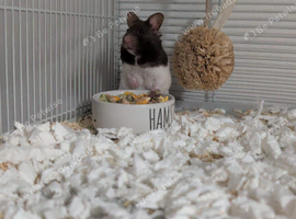 Female hamster