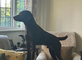WORKING LINE KC REG CHOCOLATE LAB BOY FOR STUD