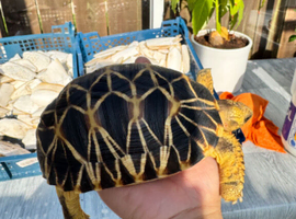 CB23 Burmese Star Tortoise for sale