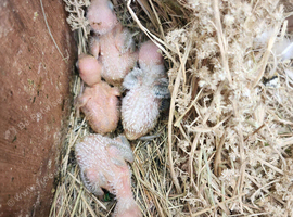 Fischer lovebirds baby available
