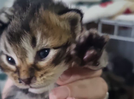 Mancoon babies