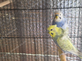 Beautiful pair of helicopter budgies