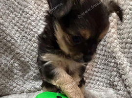 Rare blue tan x1,black tri x1, LC chihuahua female