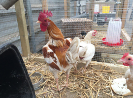 Proven Trio of Red Pyle OEG Bantams