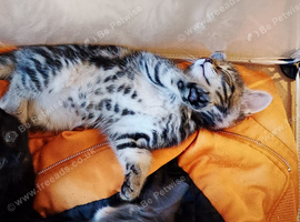 2 beautiful tabby kittens