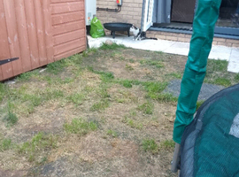 Wanted a kitten