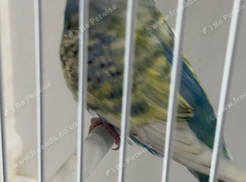 RING NUMBER 10 BLACK RING 2025 BRED YELLOWFACED VIOLET HEN