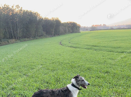 Lurcher