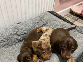 Miniature dachshund puppies
