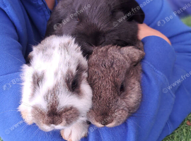 Continental cross french giant rabbits.