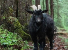 Asap! Looking for a temporary location for an adorable pygmy billy