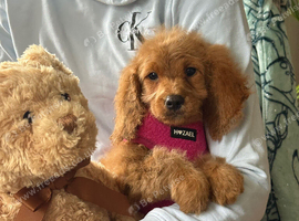 Cavapoo girls for sale
