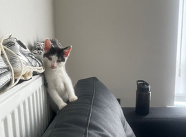 8 week old male kitten