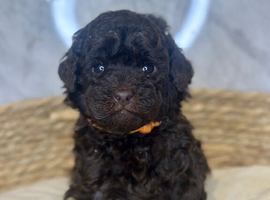 3 Toy Poodle Puppies