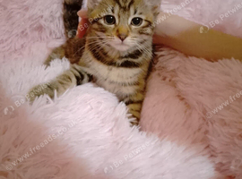 Kittens for rehome