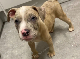 Gorgeous bully boy!