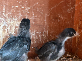 Black rock and bluebell Chicks