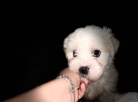 Maltese bichon