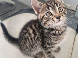 Kittens