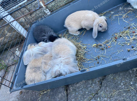 9 Rabbits for Sale - 11 Weeks Old