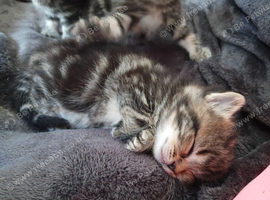 Doll faced persian cross maincoon