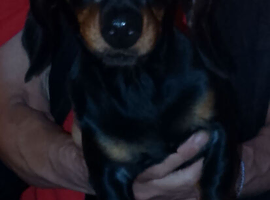 Daisy 7 month old dachshund