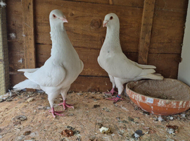 Pigeons