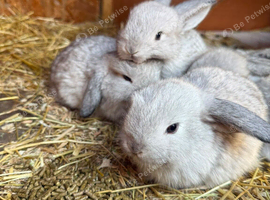6 grey babies ready in August
