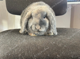 11 week old mini lop - BOY