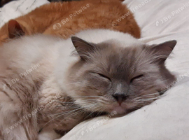 Ragdoll Blue Large Heavy Male Boy Cat
