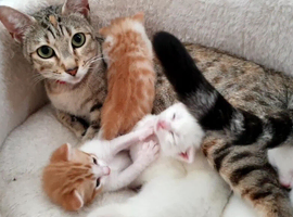 Bengal cross kitten