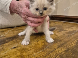 Ragdoll kittens